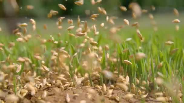 MACRO, DOF: Boer zaait gras in hun vruchtbare achtertuin in de lentezon — Stockvideo