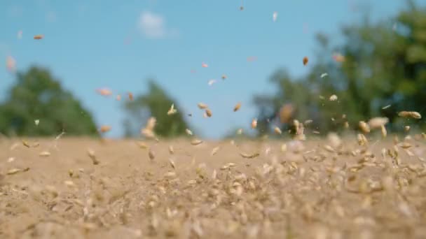 ZAMKNIJ SIĘ: Nasiona trawy spadają na suchy ląd w słonecznej okolicy. — Wideo stockowe