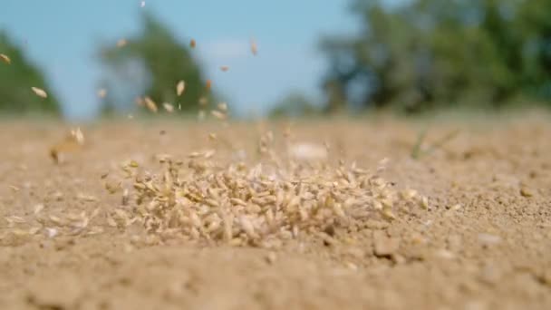 FERMETURE : De petites graines d'herbe sont semées sur le sol sec à la campagne. — Video