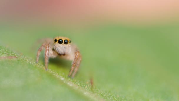 MACRO: Adorável pequena aranha saltando rasteja ao longo de uma folha de árvore verde vibrante. — Vídeo de Stock