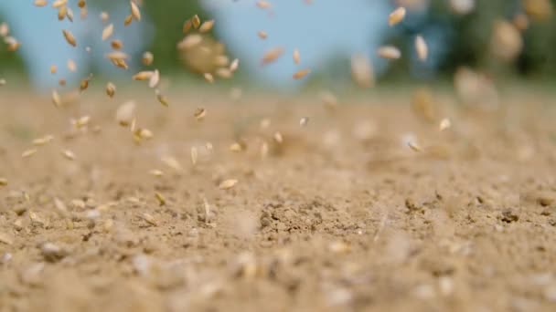 CLOSE UP, DOF: Handvol zaden valt op de kale aarde als boer zaait gras — Stockvideo