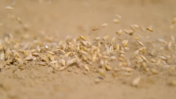 MACRO, DOF: Handvol zaden valt op de kale grond als boer zaait gras — Stockvideo