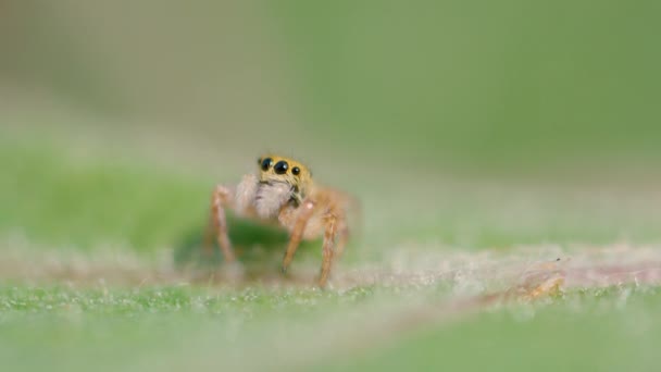 MACRO: Roztomilý zblízka malý pavouček s velkýma černýma očima a chlupatýma nohama. — Stock video