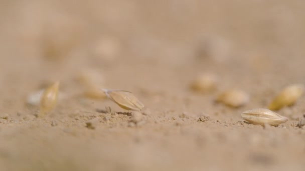 MACRO : De petites graines d'herbe sont semées sur le sol sec à la campagne. — Video
