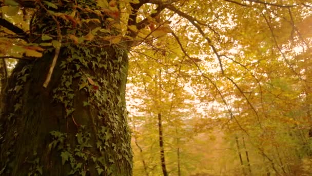 Ivy climbs up the trunk of old tree in middle of gorgeous fall colored forest. — Stock Video