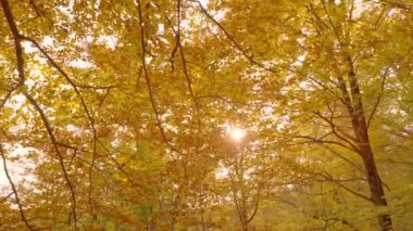 Sonbahar akşamı, yaprakları değiştiren gölgeliklerde güneş ışınları parlıyor..