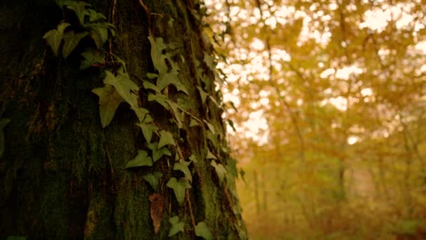 CERRAR: Hiedra sube por el tronco del árbol en medio de un bosque de color otoño — Vídeos de Stock