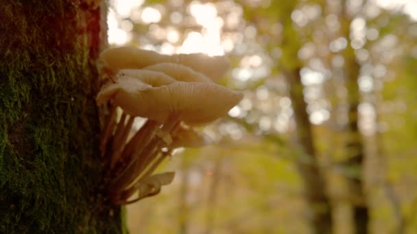 CLOSE UP: Detailed shot of golden sunbeams shining on a bunch of tinder fungus. — Stock Video