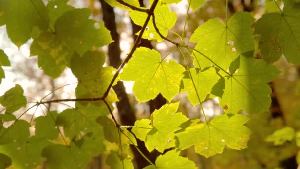 CLOSE UP: золоте весняне сонячне світло освітлює пишне зелене листя дерева . — стокове відео