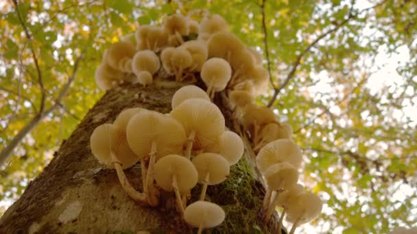BOTTOM UP: Detaljerad bild av tindersvampar som växer i en levande skog på hösten. — Stockvideo