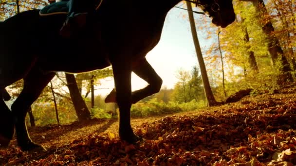 ANGOLO BASSO: Due cavalli trotterellano lungo un sentiero nella foresta illuminato dal sole coperto di foglie cadute. — Video Stock