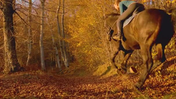 Lassú mozgás: felismerhetetlen nő vezeti lovait egy festői erdei ösvényen. — Stock videók