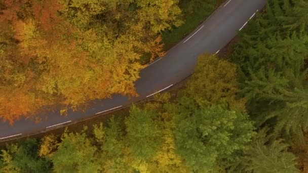 가을에 나뭇잎 이 노랗게 변해 가는 아름다운 숲을 가로지르는 길 위를 나는 모습. — 비디오