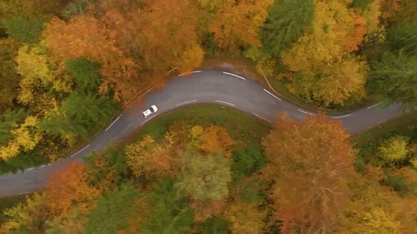 AERIAL: Samochody rejs pustą drogą prowadzącą przez las zmieniających się liści. — Wideo stockowe