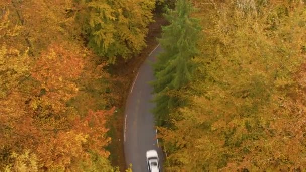 TOP DOWN: Fliegen über einer Landstraße, die durch den Wald führt und dabei die Farben wechselt — Stockvideo