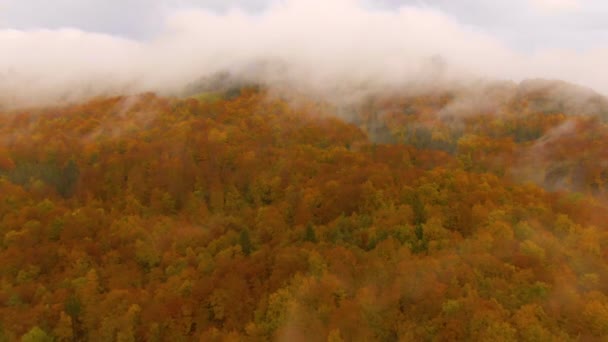 Cinematic drone view of the forest changing colors on a nesty October day — Stockvideo