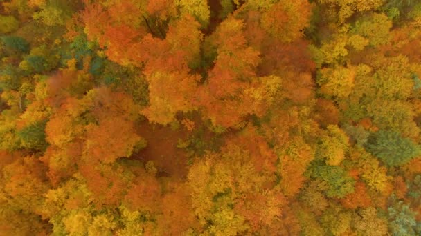 Верхний этаж: Пролетая над туманными лесами, покрывающими осенние цветные сельские местности. — стоковое видео