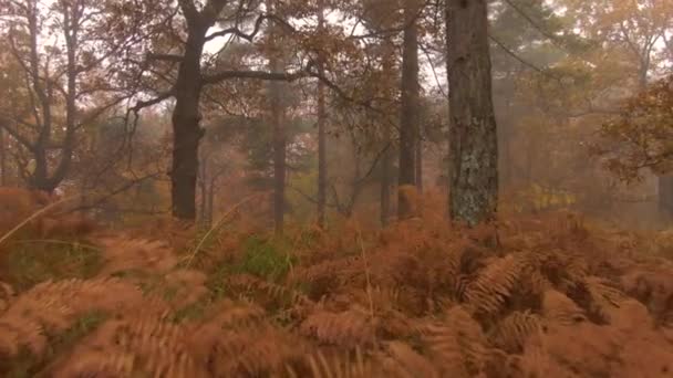 AEREO: Alberi e felci immersi in boschi nebbiosi cambiano colore al culmine della caduta. — Video Stock