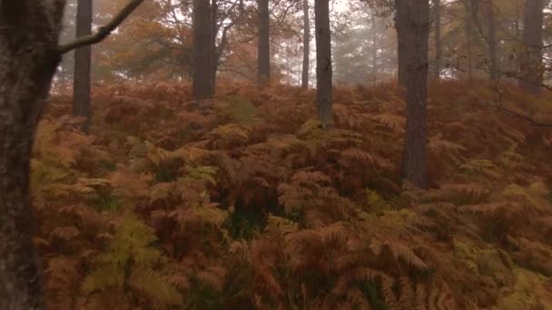 DRONE: Árboles y helechos profundos en maderas brumosas cambian de color en el pico del otoño. — Vídeo de stock