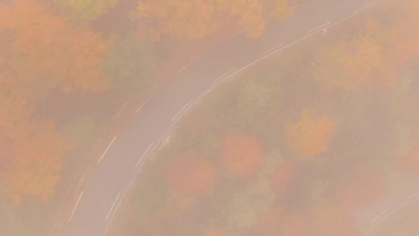 TOP DOWN: Latanie pustą, malowniczą leśną drogą w mglisty jesienny poranek. — Wideo stockowe