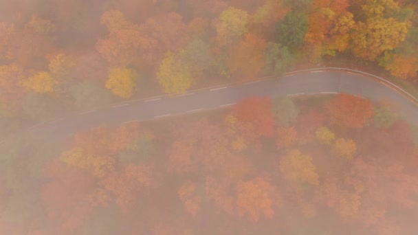 TOP DOWN: An einem nebligen Herbstmorgen über eine leere Serpentinenstraße geflogen — Stockvideo