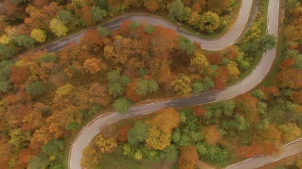 가을 날씨가 맑은 날, 경치가 아름다운 숲 길을 구불구불 하게 하는 미끄럼틀 위를 나는 모습. — 비디오