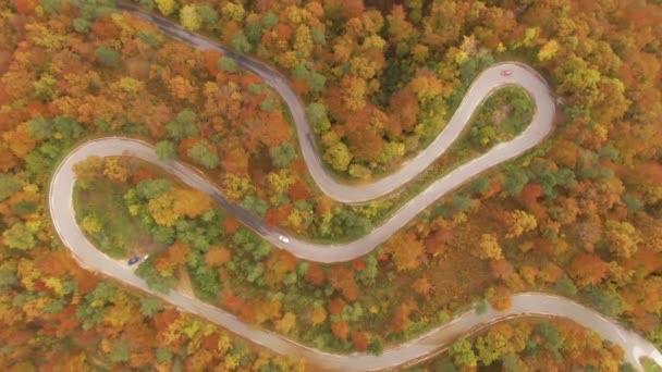 TOP DOWN: Autos fahren die malerische Straße entlang, die sich durch den Herbstwald schlängelt. — Stockvideo