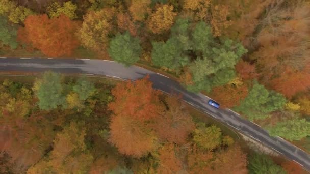 トップダウン:カラフルな森の道に沿って巡航金属ブルーの車の上を飛ぶ — ストック動画