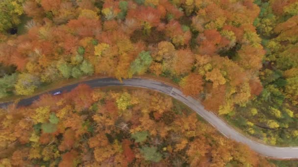 トップダウン:秋の森を横断する風光明媚な道路の旅の運転上の車の映画撮影 — ストック動画