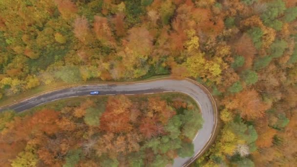 TOP DOWN: Lecąc nad samochodem przemierzając wspaniały las obracając liście jesienią. — Wideo stockowe