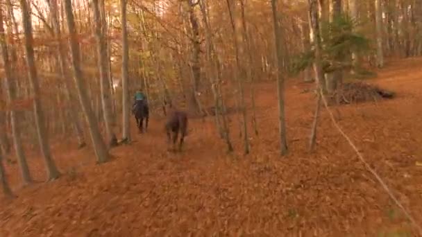 AERIAL: Mulher leva seus cavalos ao longo de uma trilha florestal coberta de folhas secas caídas — Vídeo de Stock