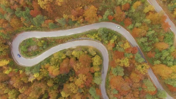 TOP DOWN: Blue car driving down switchback road in the vivid fall colored woods. — Stock Video