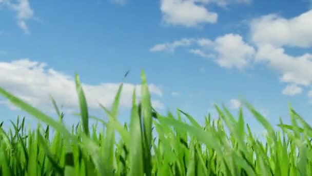 緑の小麦畑 — ストック動画