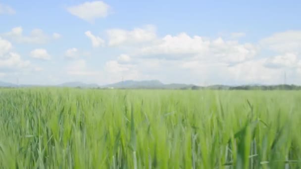 Campo de trigo balançando — Vídeo de Stock
