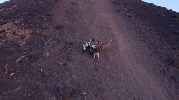 Goats in Fuerteventura Island — Stock Video