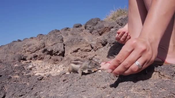 다람쥐는 땅콩을 복용 — 비디오