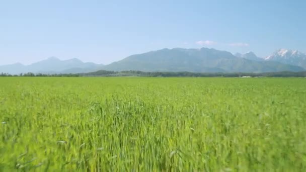 Cultivo de campo de trigo — Vídeos de Stock