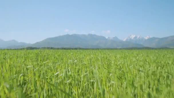 Pšeničné pole — Stock video
