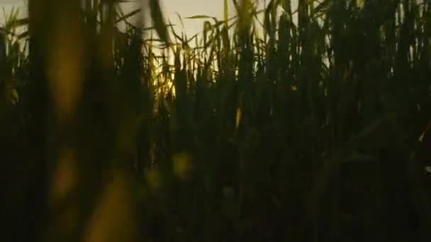 Sun shining through the wheat leaves — Stock Video