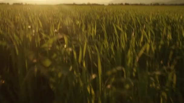 Pole pszenicy w kierunku słońca — Wideo stockowe