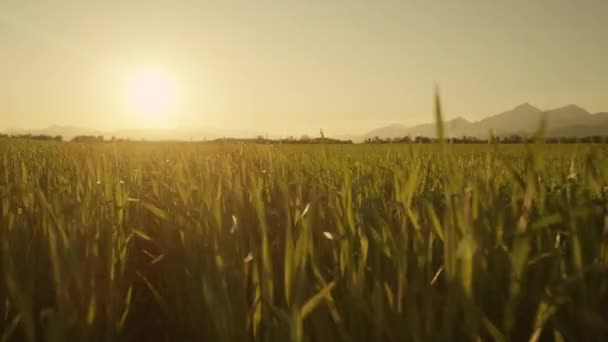Letu nad pole pšenice — Stock video