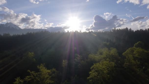 Flygande över skogen — Stockvideo