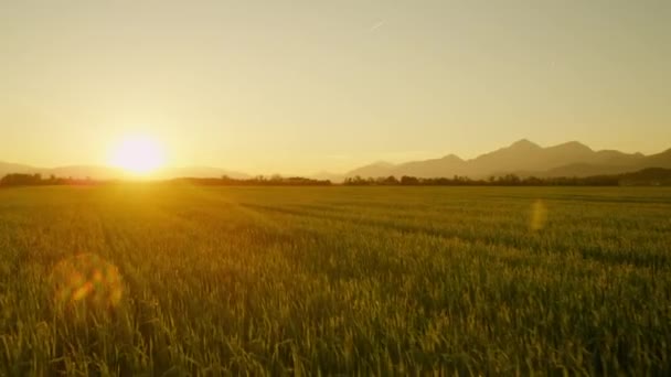 Campo de trigo ao pôr do sol — Vídeo de Stock