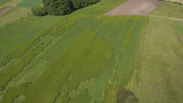 Wheat field damage — Stock Video