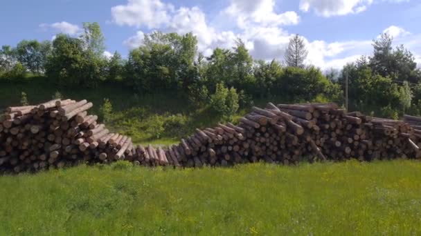 Timber logs in sunny spring — Stock Video