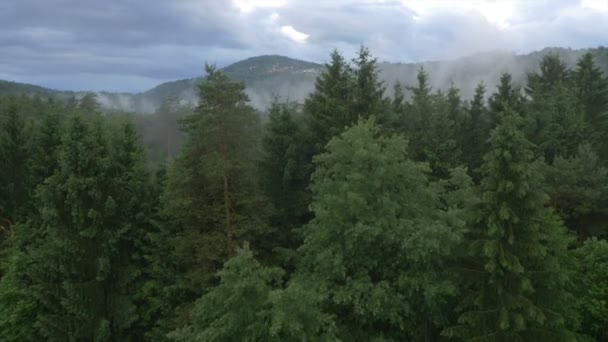 Туманні лісу — стокове відео