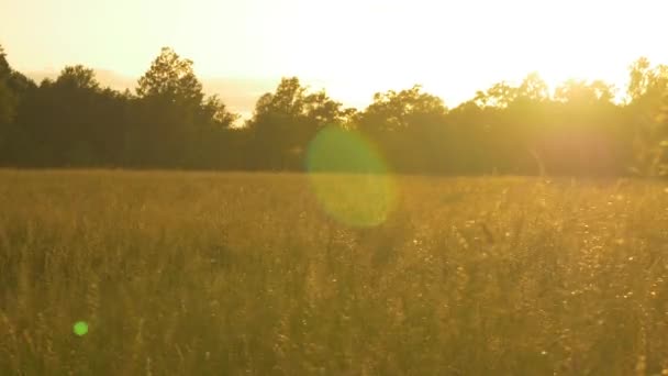 Golden wheat field — Stock Video