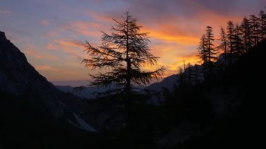 Dağlarda Ladin ağacı