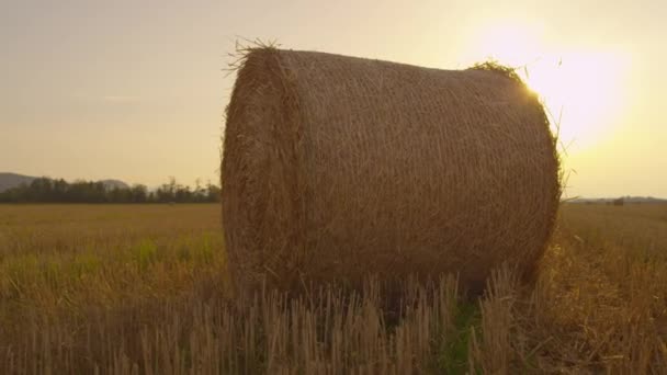 Bale of hay on a field — Stock Video