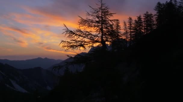 Abete rosso in montagna — Video Stock